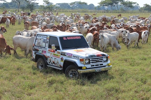 veterinary, rancher, landscape