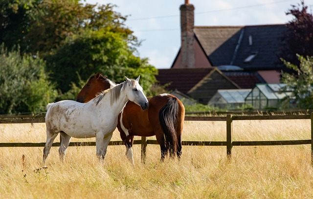 horses, animals, field, food, animal concerns, trust